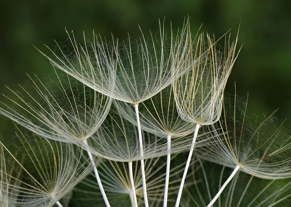 Dandelion — Stock Photo, Image