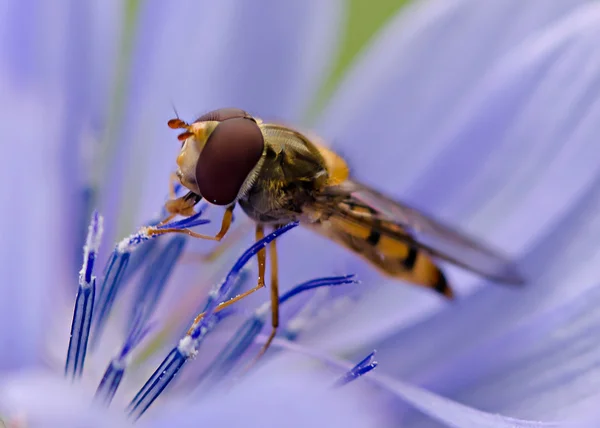 stock image Hoverfly and blue flower