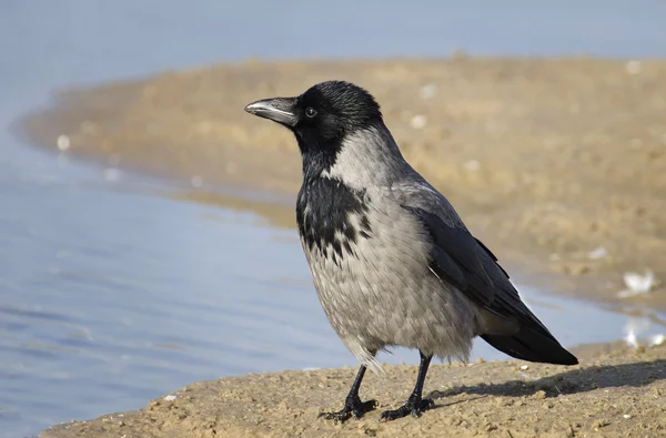 Kumsaldaki kapüşonlu karga