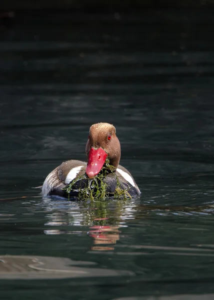 Pochard à crête rouge — Photo