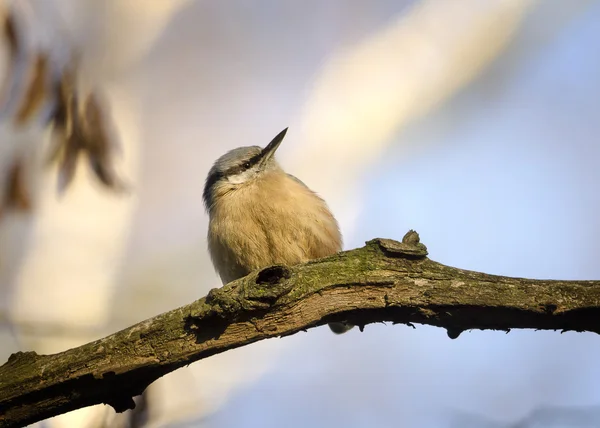 유라시아 nuthatch — 스톡 사진