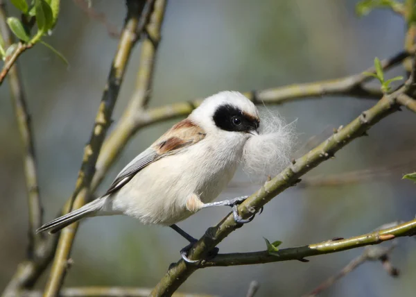 Remiz pendulinus — Stok fotoğraf