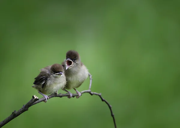 Piliç — Stok fotoğraf