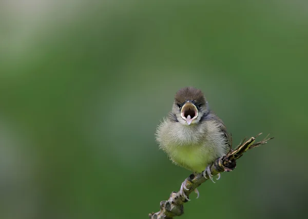 Chick — Stock Photo, Image