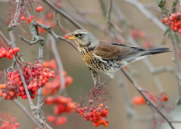 점심 시간에 질 염 Fieldfare — 스톡 사진