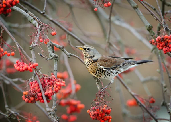 점심 시간에 질 염 Fieldfare — 스톡 사진