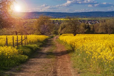 Baharda kanola tarlaları 