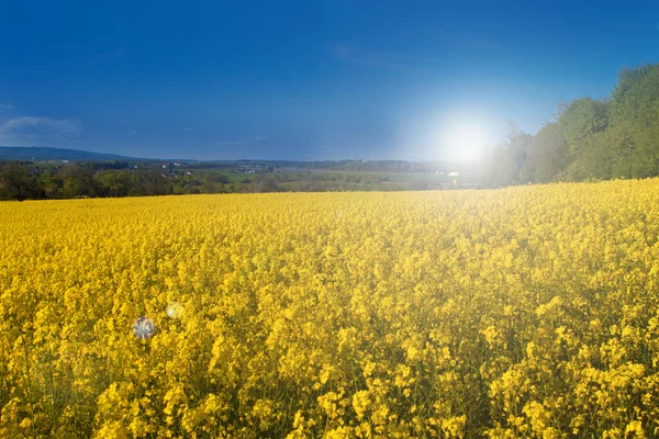 Canola velden in het voorjaar — Stockfoto