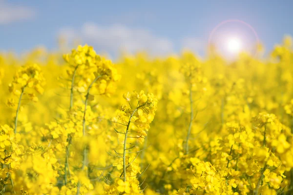 春の菜の花畑は — ストック写真