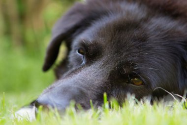 Kadar yakın siyah yaşlı köpekler yüz seçici odak ile