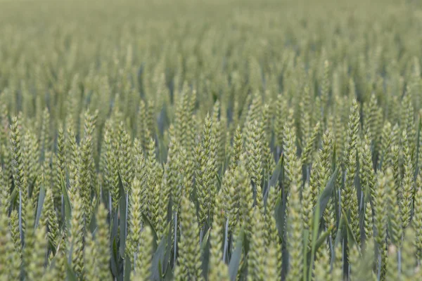 Campo de trigo en verano —  Fotos de Stock