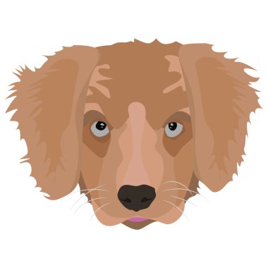 Resimde Golden Retriever yavru