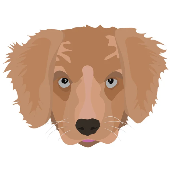 Ilustración Golden Retriever Puppy — Vector de stock