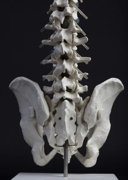 Pelvis humana y vista frontal de la columna vertebral de cerca — Foto de Stock