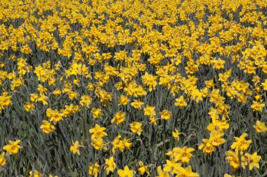 alan bahar nergis Hollanda'da ile tam