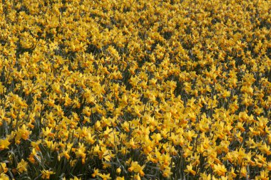 alan bahar nergis Hollanda'da ile tam