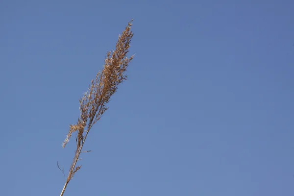 Pluma de junco no sol de primavera — Fotografia de Stock