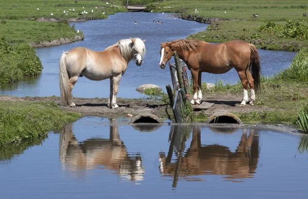 Dos caballos en una pradera reflejo en el agua — Foto de Stock
