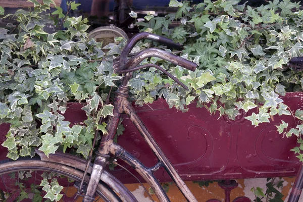 Vieja bicicleta —  Fotos de Stock