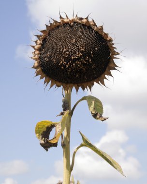 izole ayçiçeği