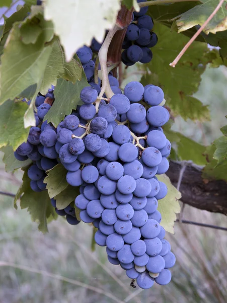 Cluster of grapes in France to produce wine in France — Stock Photo, Image