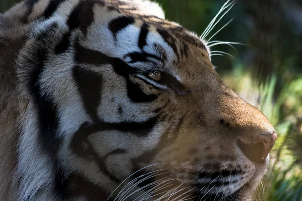 closeup of a tiger\'s face in a cage.