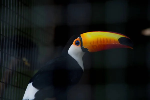 Closeup Toucan Cage — Stock Photo, Image