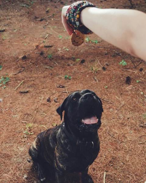 Piknik büyük köpeğiyle oynayan genç kız. — Stok fotoğraf