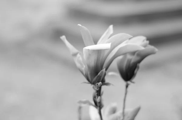 La magnolia florece. Blanco y negro —  Fotos de Stock