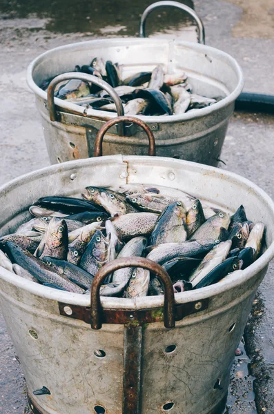 Two Metal buckets full with fish — Zdjęcie stockowe