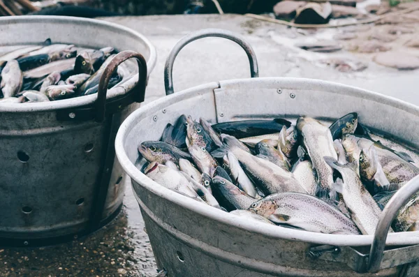 Due secchi di metallo pieni di pesce. Concentrazione selettiva. Orizzonte — Foto Stock