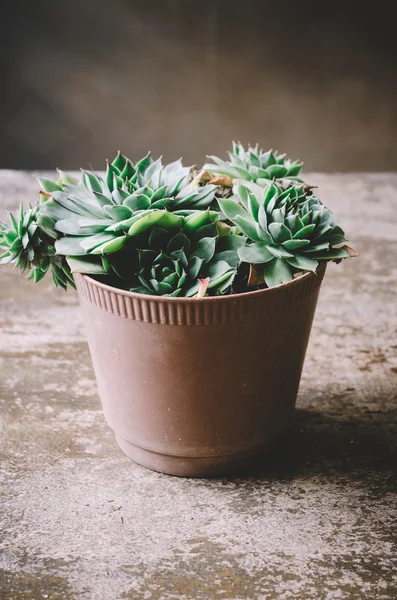 Houselee Sempervivum bitki