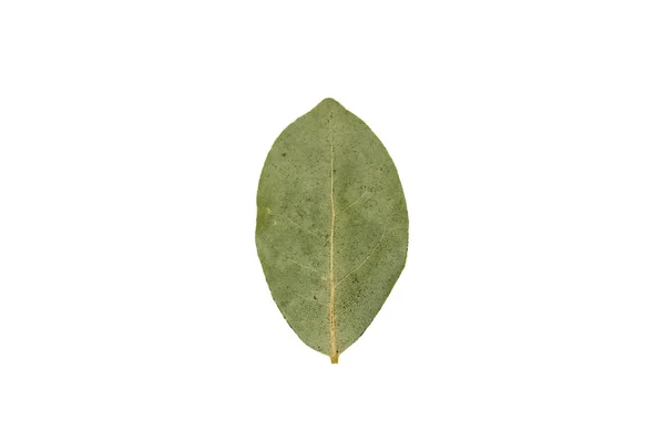 Single green dried bay leaf isolated on white backgroun — Stock Photo, Image