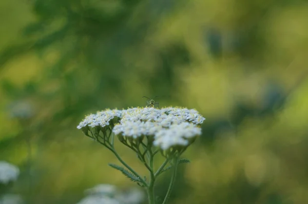 Käfer auf Blüten — Stockfoto