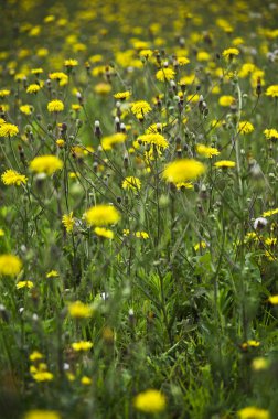 sabah itibariyle ormandaki kırmızı haşhaş