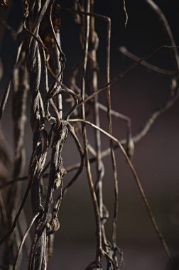 Sonbahar ağaç dalı arka plan. Retro renk stili.