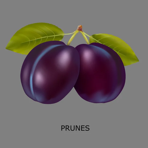 Prune sur fond gris — Image vectorielle