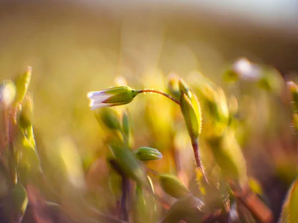 Yalnız Beyaz Çiçek Bahar Arkaplanı Yakın Plan — Stok fotoğraf