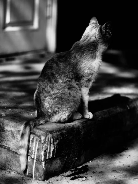 Chat Près Maison Photo Noir Blanc — Photo