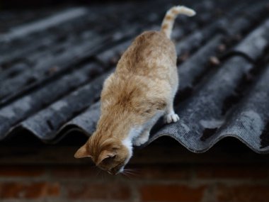 Kedi aşağı bakıyor. Doğal arkaplan