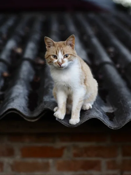 Ravasz Pillantás Egy Macskára Macskaszemek Természetes Háttér — Stock Fotó