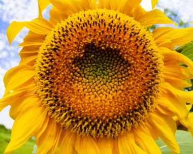 Parlak ayçiçeği doğal arka plan, çiçek arkaplan