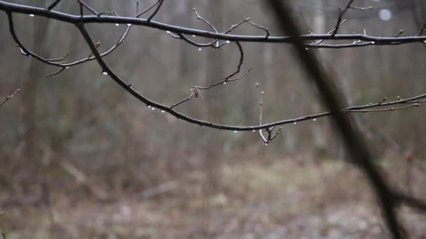 Дождь в лесу — стоковое видео