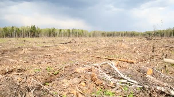 Gesneden hout illegale — Stockvideo