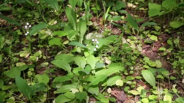 Giglio della valle nel bosco — Video Stock