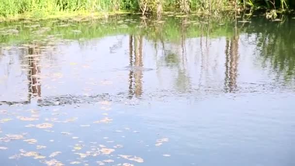 Serpiente flotando en un estanque — Vídeos de Stock