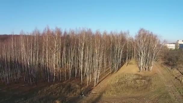 Полет в березовый лес ранней осенью — стоковое видео