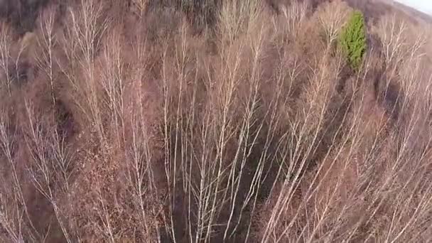 Vuelo del bosque, mira hacia abajo — Vídeos de Stock