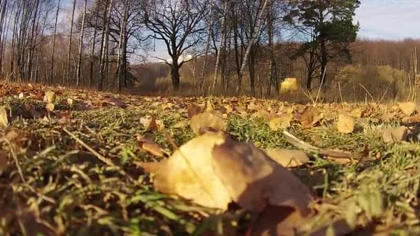 Voando sobre a floresta no início do outono, suba do chão — Vídeo de Stock