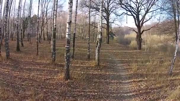 Voando na floresta entre as árvores — Vídeo de Stock